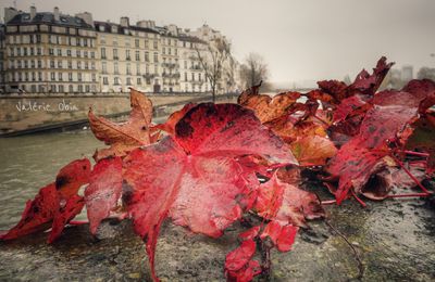 L'automne à Paris 