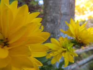 Mes fleurs...