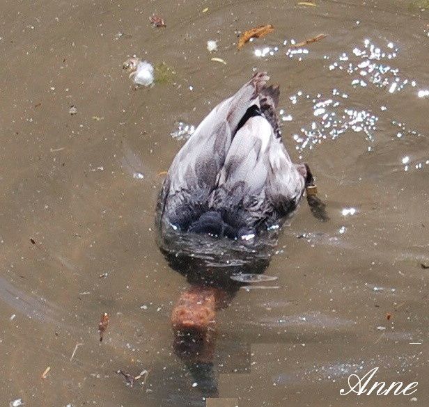 parc ornithologique situé en Dieppe et Rouen