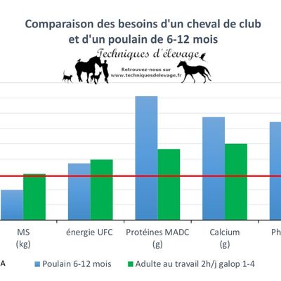 Raisonner l’alimentation de mon jeune poulain
