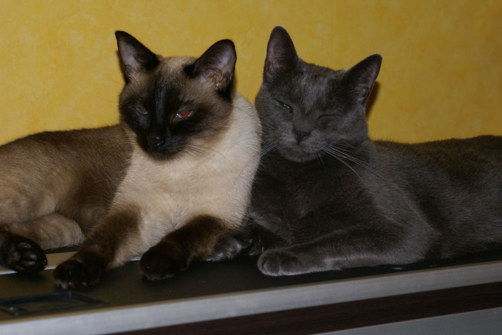 les trois félins ! Le premier,Mr Canaille le gros pépère tigré, et venue ensuite Melle Adi, style chartreux, et enfin Melle Louna style siamois !!!