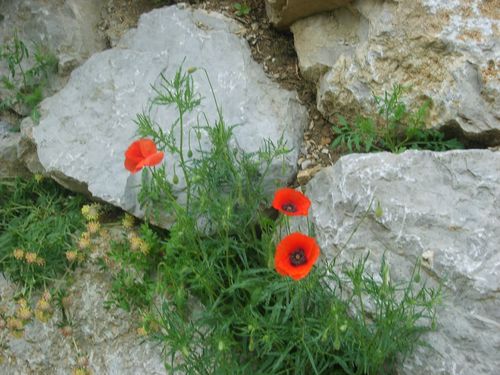 Le Coquelicot Encore Le Blog De Gazou