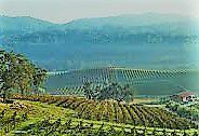 #White Grenache Producers Central Coast California Vineyards 