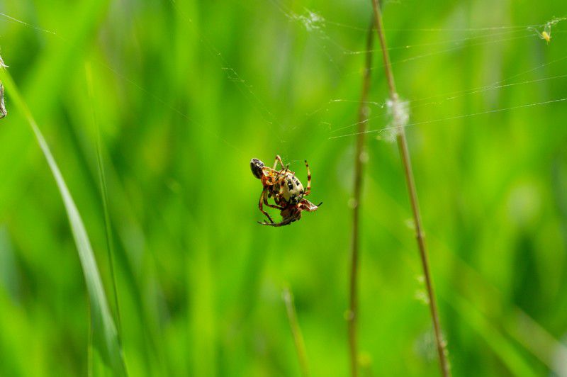 Album - Macro-araignée