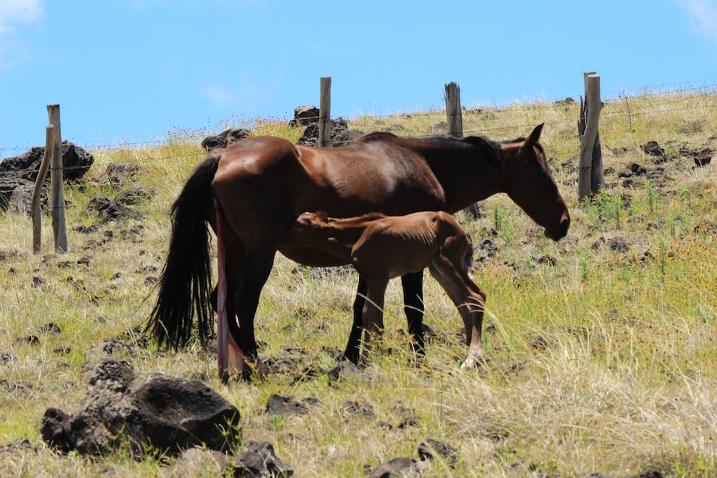 Les chevaux