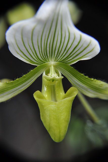 Album - 006-Botanic-Garden-Singapore