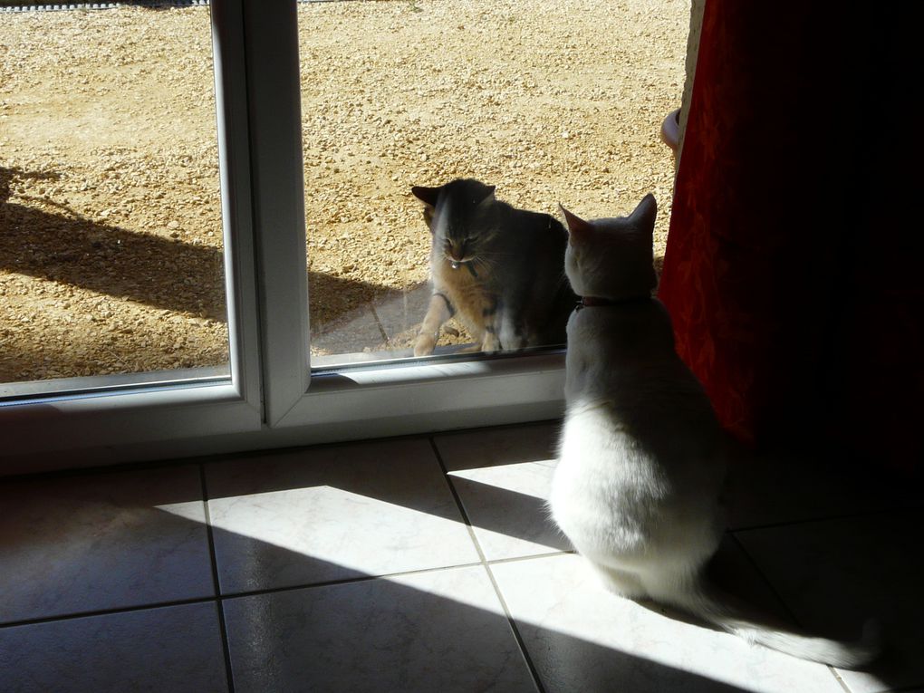 mes chats et tous les animaux qu'ils m'apportent