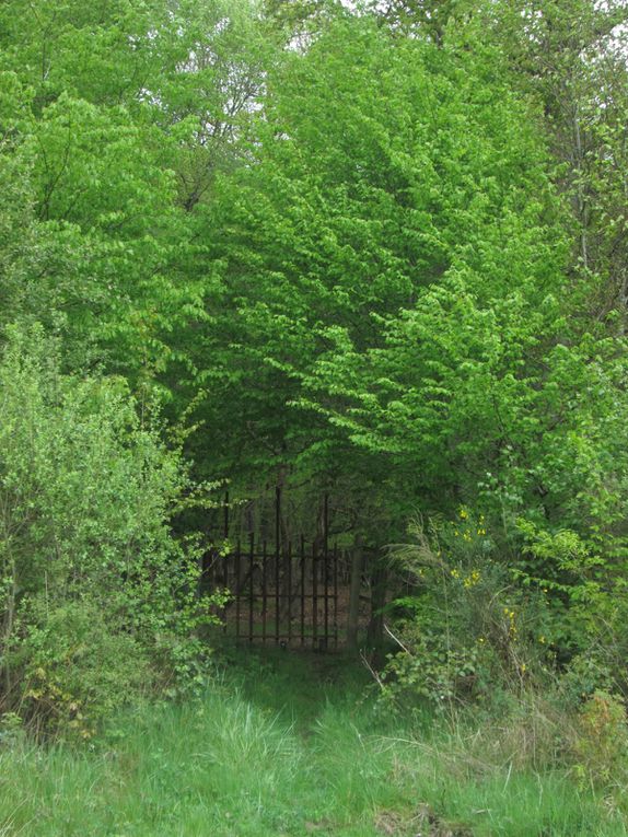 une petite balade en forêt...