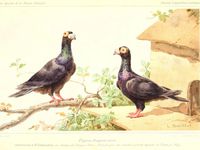 Gravures présentant le pigeon "English Carrier".