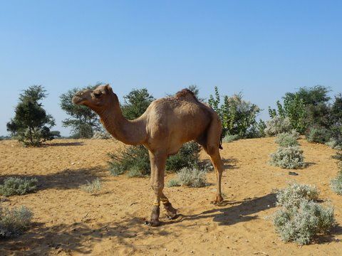 Album - Jaisalmer-Thar