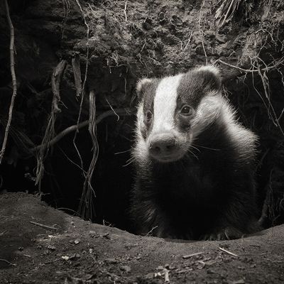 Pétition contre le déterrage des blaireaux !