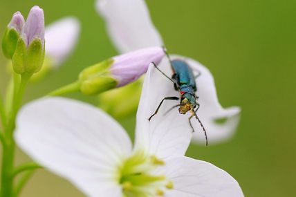 Coléoptère