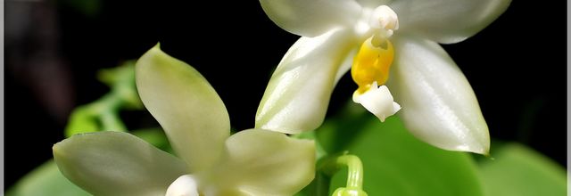 Phalaenopsis Cherry Spot