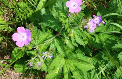 Géranium pourpre