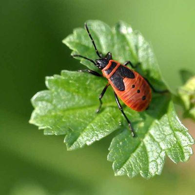 Pyrrhocoris apterus