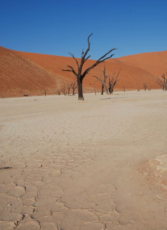 Album - Desert-du-Namib