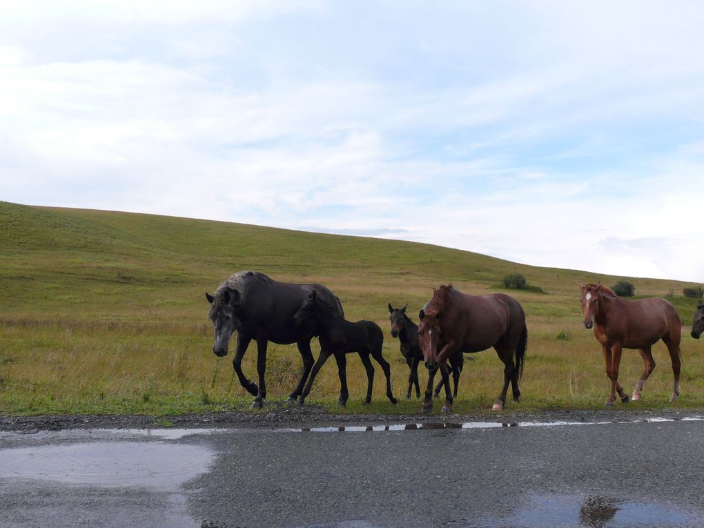 Album - ALTAI