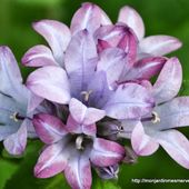 Mon Jardin Mes Merveilles