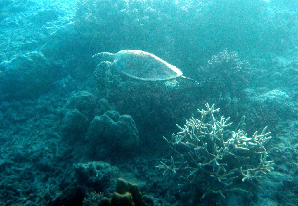 Album - 27- Cairns et environs, Queensland, septembre 2011