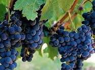 #Pinot Noir Producers Florida Vineyards