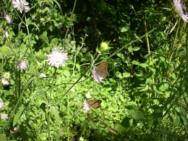 La Vallée de la Mole a fêté la nature