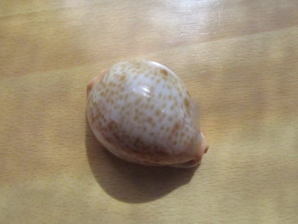 CYPRAEA : LYNCINA PORTERI