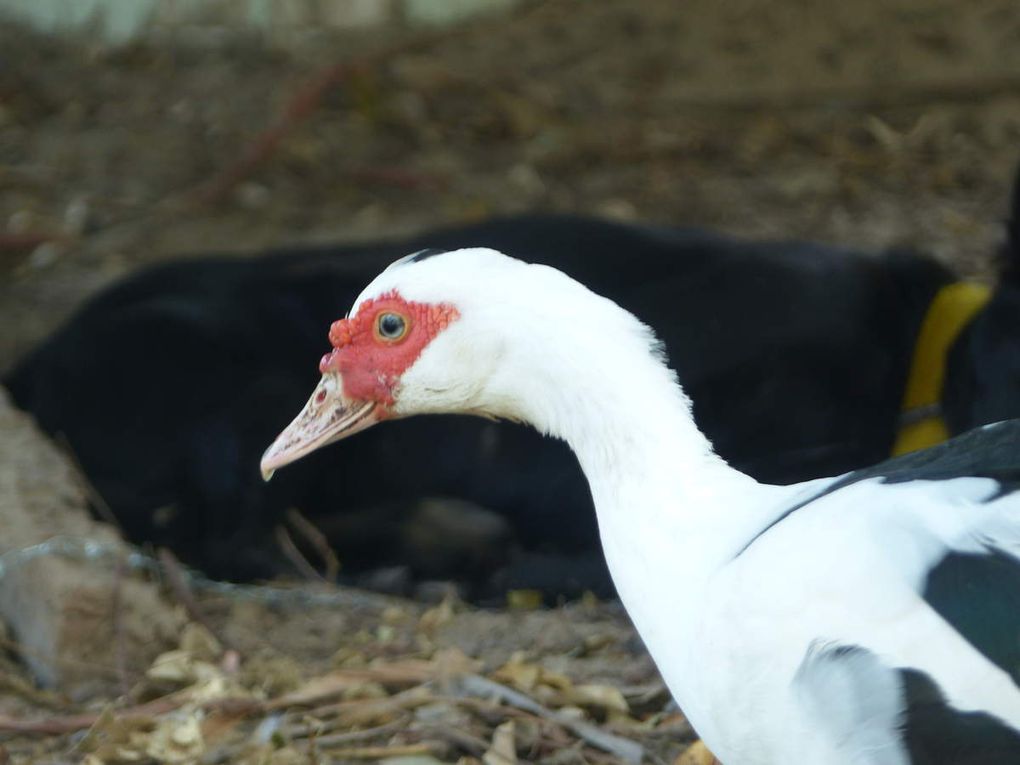 Quelques copains animaux locaux