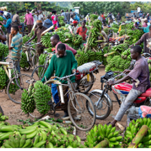 L'édition de gènes est la clé de l'agriculture durable en Afrique, selon des scientifiques