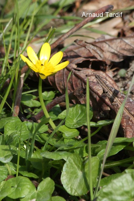 Album - Images sur la Flore et les champignons