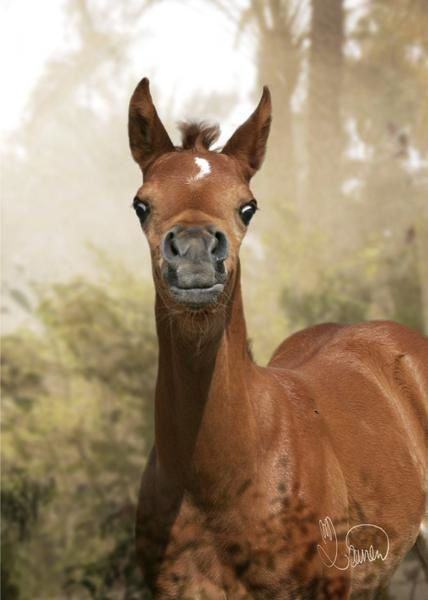 Album - poulains d'Europe's Padron - Europe's Padron foals 