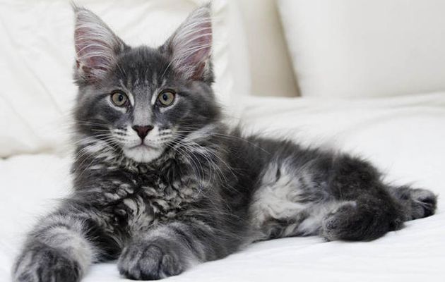 Chat main coon