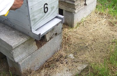 Vérification du début de ponte de la reine - cours du 16 05 2009