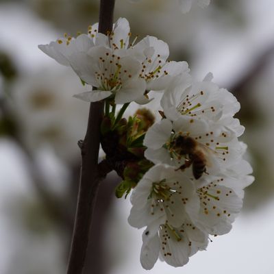 La apicultura, el arte de criar abejas
