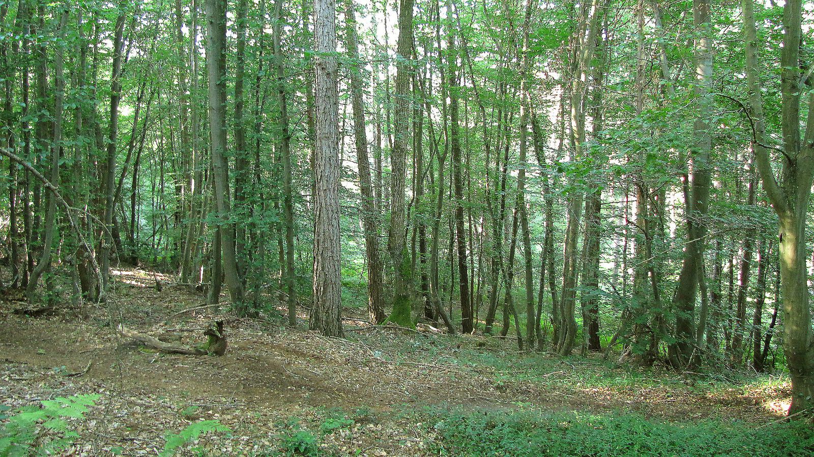 Randonnée en Forêt de Laigue_autour du Mont du Fouilleux et du Mont des singes