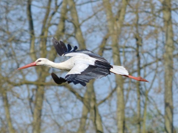 Cigogne blanche