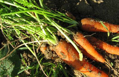 Se soigner avec les légumes de saison...si si si!!!!!