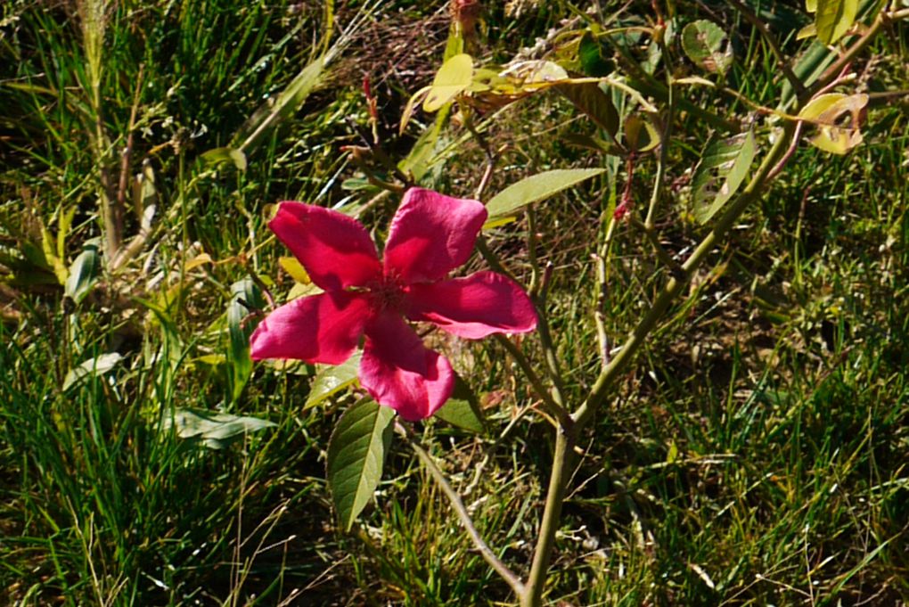 mes fleurs au jardin