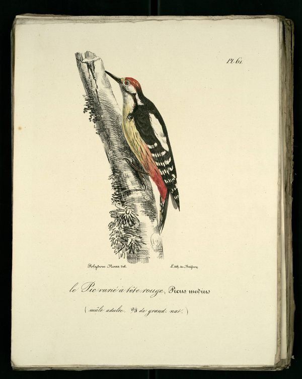 Gravures anciennes en couleur illustrations des oiseaux de Provence