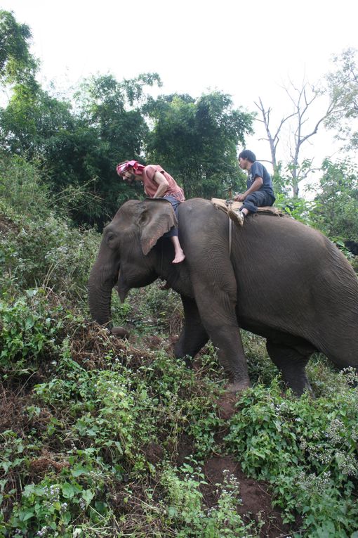 Depart pour le Nord Thailande.
Escale "obligee" a Chiang Mai. Visie de temples, nombreux dans la vieille ville. Training d'elephants.- Pai reggae fest