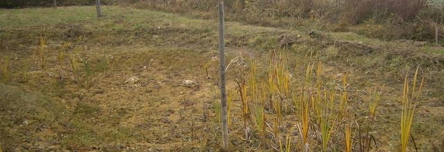 Octobre 2017 - Actualités du verger et du jardin