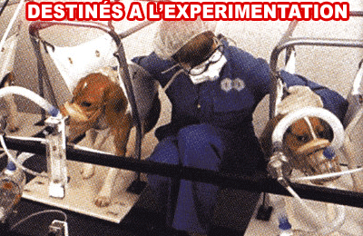 QUELLE HORREUR!!!!!       NON A LA VIVISECTION