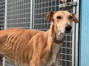 Farruquita petite galga ne en juin 2017 a adopter a l association sos chiens galgos en France