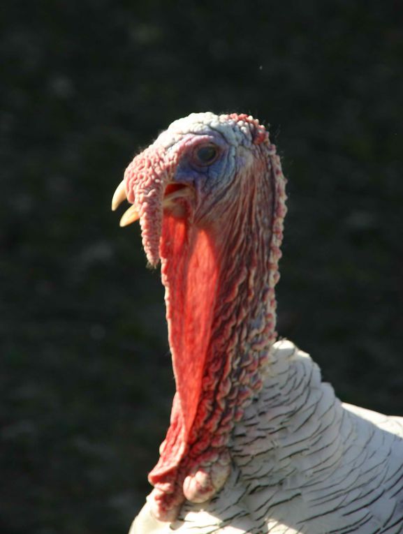 Album - Animaux-1