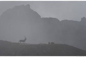 un cerf dans la brume 