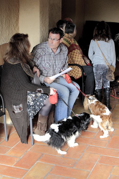 Déroulement de la journée Cavalier King Charles.