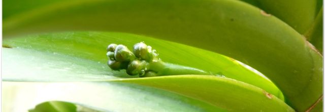 Vanda limbata