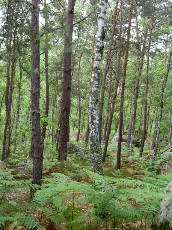 Un site d'une remarquable beauté au coeur de la forêt de Fontainebleau