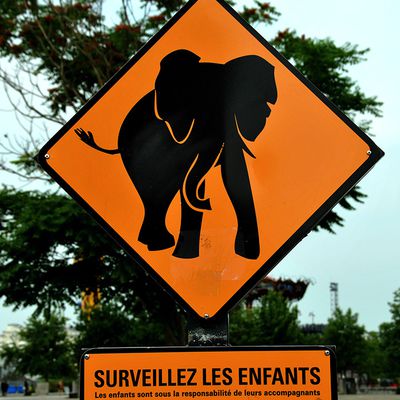 L'administration un éléphant qui trompe
