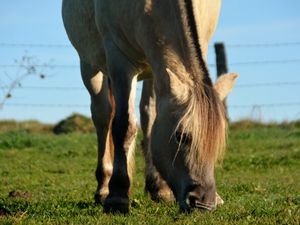 Le Fjord, un poney qui a une étonnante ressemblance avec les chevaux de l’âge glaciaire