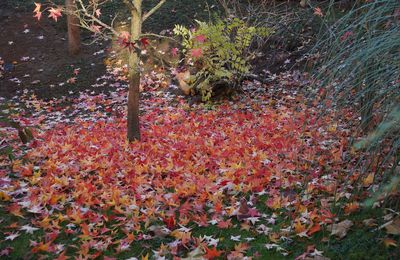 Merveilleux liquidambar